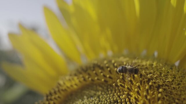 Bee collect nectar of open yellow sunflower flower head shaking petals in the wind on agriculture field, close up