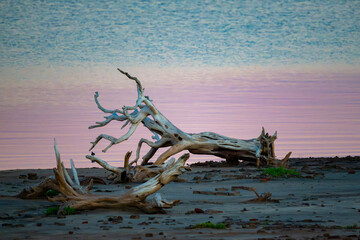 dead tree on the beach during sunrise