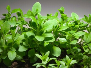 Vegetative petunia seedlings