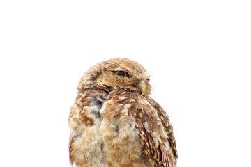 Fototapeta premium Burrowing Owl