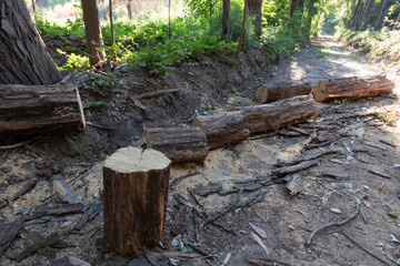 &aacute;rbol talado en medio del bosque, tronco cortado