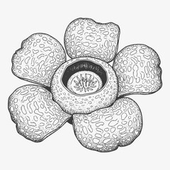 Detailed Line Art Illustration of a Rafflesia Flower