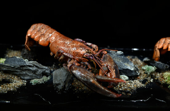bogavante en una pecera del restaurante
