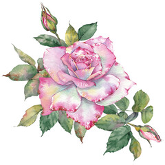 Pink rose flowers illustration. Ideal for use in wedding invitations, branding, packaging, greeting cards, scrapbooking, and various creative design projects.