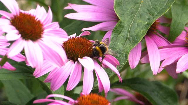 Close up of bumble bee collecting nectar from a pink flower on a sunny spring day