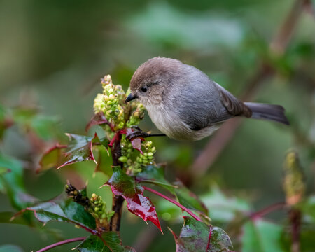 Bushtit (Psaltriparus minimus) looking for insects  in the flowers of  Oregon Grape (Mahonia aquifolium). Western Oregon
