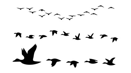 Black silhouettes flying geese ducks flock waterfowl migration birds wildlife icon © Peerlesszone