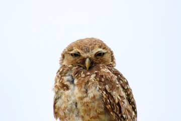 Fototapeta premium Burrowing Owl