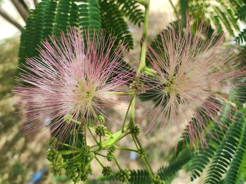 Mimosa (Albizia julibrissin, Persian pink silk tree) tree blossom