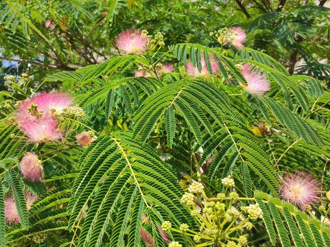 Mimosa (Albizia julibrissin, Persian pink silk tree) tree blossom