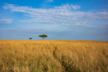 Acacia tree at Masai Mara National Reserve photographing during the day