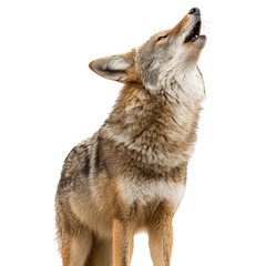 Obraz premium PNG of A majestic coyote howling, capturing its wild essence.