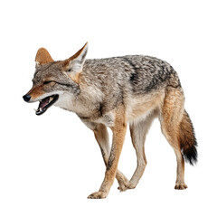 PNG of A fierce-looking coyote snarling while walking, showcasing its beautiful fur and sharp features.