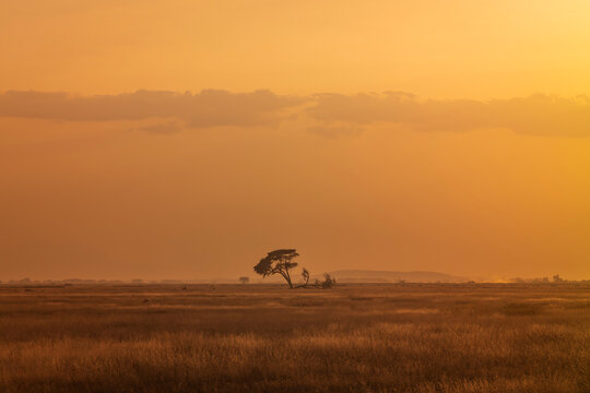 Acacia tree at Amboseli National Park, Kenya, Africa photographing during a sunset