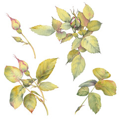 Set of green floral branches, hand-painted botanical watercolor. Great for wedding invitations, branding, packaging, greeting cards, scrapbooking, and other design projects.