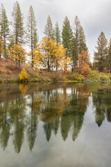 Obraz premium Autumn trees reflected in calm water along Hat Creek at Hat Creek Park in Shasta County, California on an overcast fall morning.