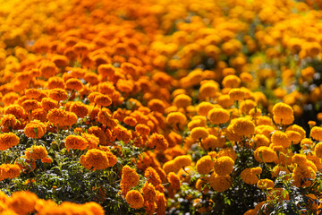 campo de flores naranjas © Haniel