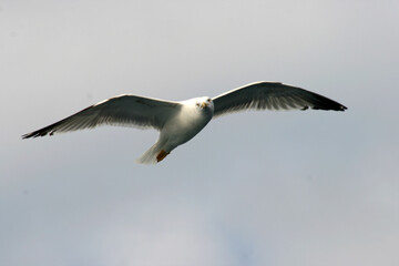 Gulls, a family of typically coastal birds with relatively long and slender beaks
