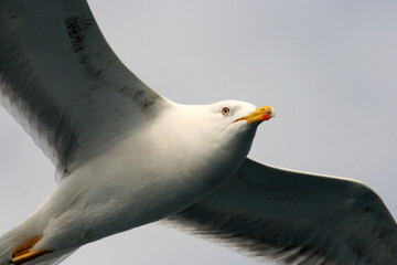 Gulls, a family of typically coastal birds with relatively long and slender beaks