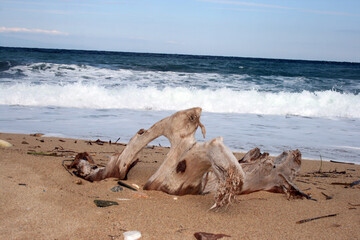 Stunning serene relaxing sandy beach with waves, travel themes.