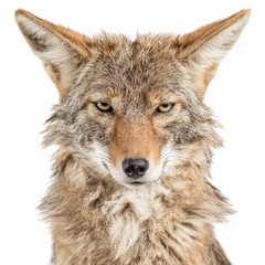 Obraz premium PNG of A close-up of a fierce-looking coyote with intense golden eyes, showcasing its dense fur.