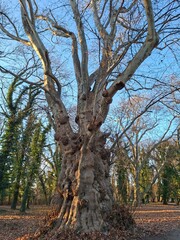 die alte Plantane im Schlosspark Pottendorf, Nieder&ouml;sterreich, Plantanus x hispanica
