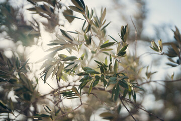 close-up of olive tree branches swaying gently in natural sunlight