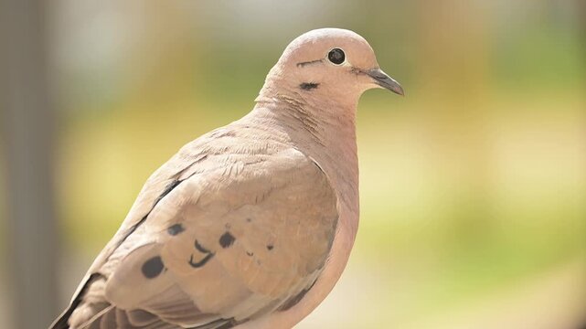 Little dove, a beautiful scene of a little dove on a summer morning in Brazil. Slow motion. 4k.