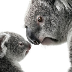 PNG of A tender moment between a mother koala and its joey, showcasing their close bond.