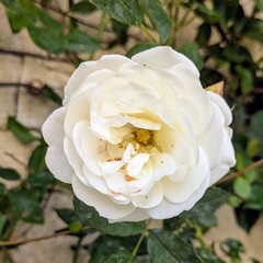 white rose flower