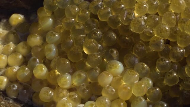 A close-up of maggots eating the golden eggs of a Salmon after spawning in a creek during the fall salmon run.