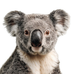 PNG of Close-up of a cute koala with large ears and a fuzzy face.