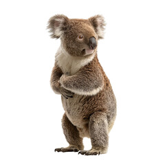 PNG of Adorable koala standing upright, showcasing its fluffy gray fur and curious expression.