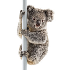 PNG of A cute koala hugging a tree branch, showcasing its fluffy fur and curious expression.