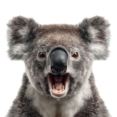 PNG of Close-up of an adorable koala bear exhibiting a fierce expression.
