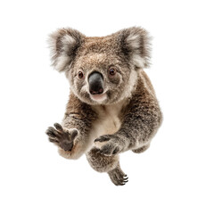 PNG of A cute koala reaching out with its paw, showcasing its furry coat and expressive face.
