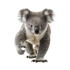 PNG of Adorable koala with fluffy ears and curious expression, approaching with confidence.