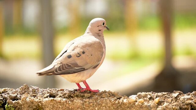 Little dove, a beautiful scene of a little dove on a summer morning in Brazil. Slow motion. 4k.