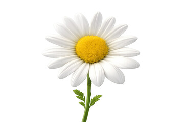 Naklejka premium Daisy flower with white petals and yellow center, a symbol of spring, innocence, and purity, isolated on transparent background