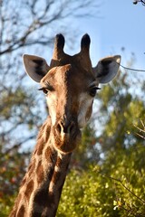 Fototapeta premium African Giraffe 