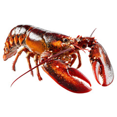 PNG of A vibrant, freshly caught lobster showcasing its rich red color and robust claws.