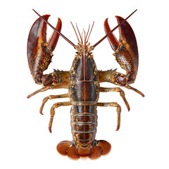 PNG of A detailed close-up of a vibrant lobster showcasing its claws and body features.