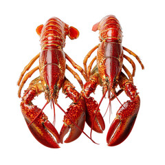 PNG of Two vibrant red lobsters with claws, showcasing their fresh and appetizing appearance.