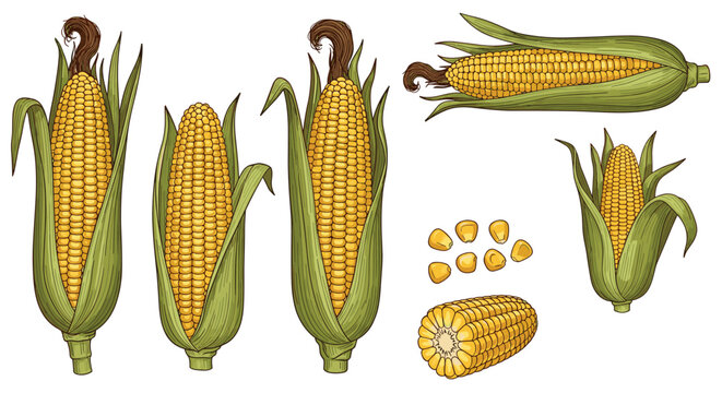 Detailed set of sweet corn illustrations showing whole cobs with husks peeled back and individual golden kernels.