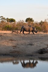 Fototapeta premium Baby Rhino and Mother walking with water silhouette