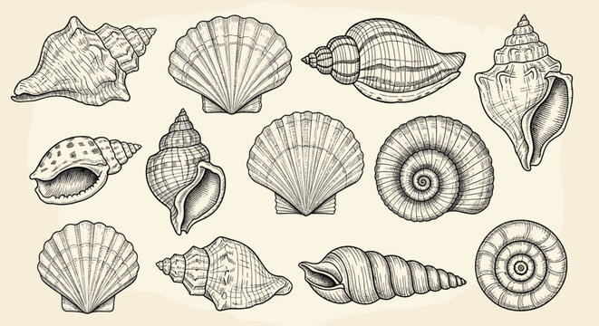 Collection of various ocean seashells and marine snail shells rendered as detailed vintage style hand drawn illustrations on beige background.