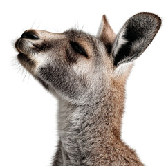 Obraz premium PNG of Close-up of a kangaroo showcasing its profile and majestic features.