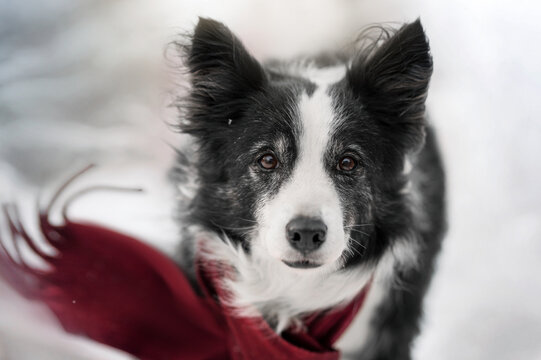 senior border collie dog enjoying a frosty winter day, walking in the snow, beautiful portraits of pets in nature
