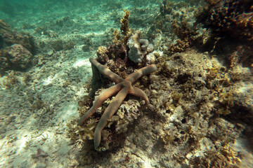 Starfish on coral reef in Kisite-Mpunguti Marine National Park in Kenya
