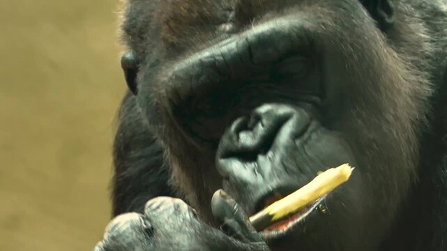 Close up of a gorilla head and face chewing on a stick and eating bark.